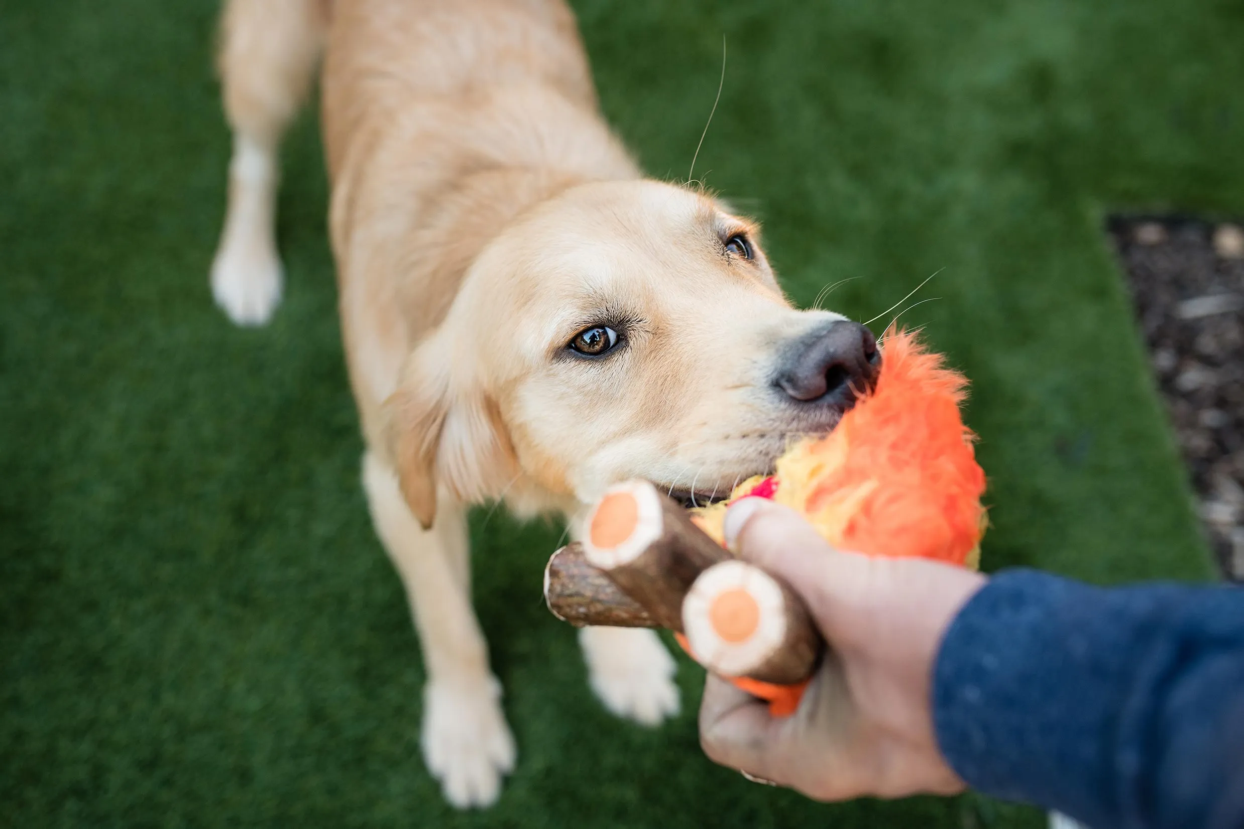 Camp Corbin Squeaky Plush Dog toys, Bundle