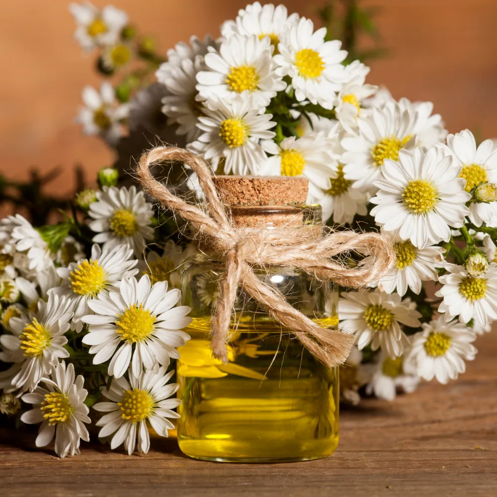 Chamomile (Roman)